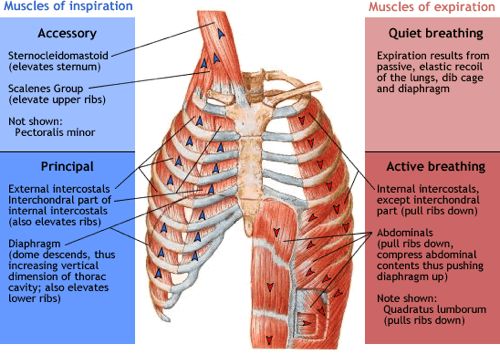 949_937_muscles-of-respiration.jpg