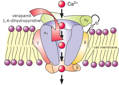 general_l-type_calcium_channel.jpg