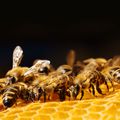 13 érdekesség a méz és a méhek világából