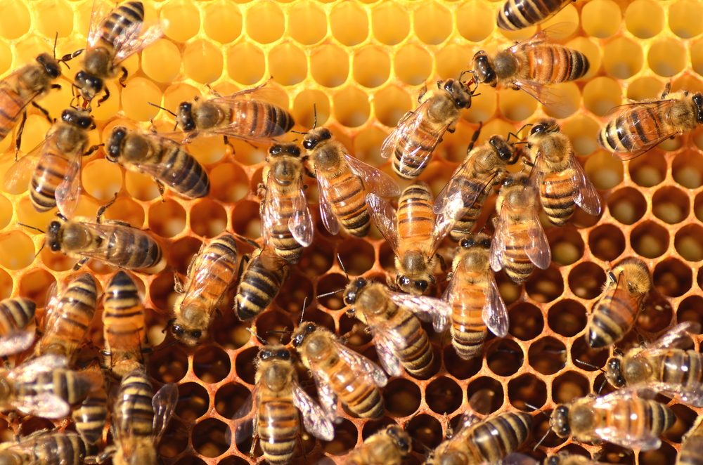 Méhek szaporodása