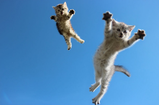 306955-r3l8t8d-650-funny-jumping-cats-103_880.jpg