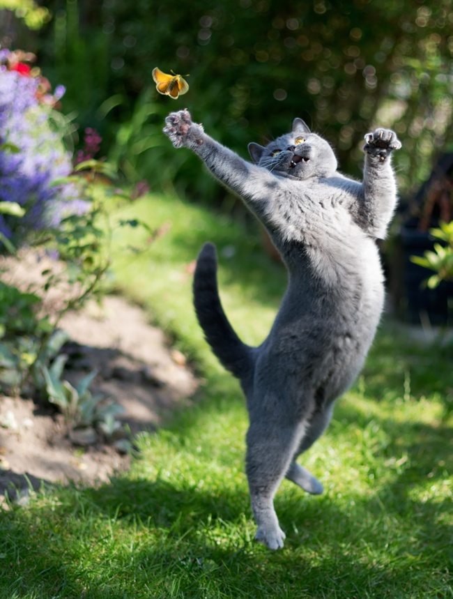 307055-r3l8t8d-650-funny-jumping-cats-51_880.jpg