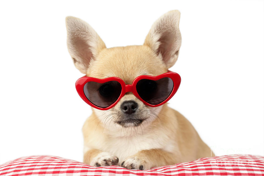 chihuahua-in-heart-sunglasses-dp813-greg-cuddiford.jpg