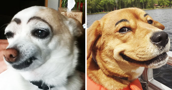 funny-dogs-with-eyebrows-coverimage.jpg