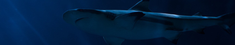 shark.jpg