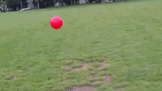 best-gifs-pt-14-dog-running-after-ball-catapult.gif