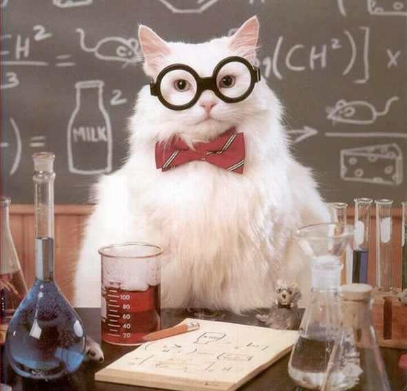 wpid-experiment-cat-scientist.jpeg