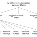 Gerincesek bevezetése - Egy foglalkozási terv elemzése