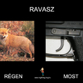 Ravasz