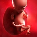 Minden abortuszra készülő nőnek joga a magzati szívhang alapján dönteni