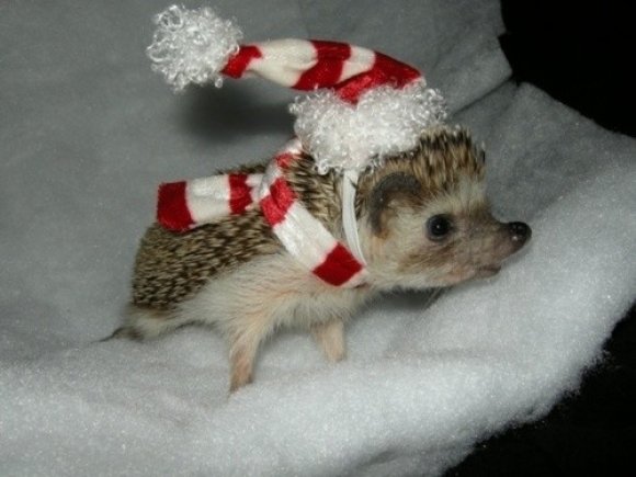 l-Look-at-this-hedgehog-wearing-a-tiny-hat.