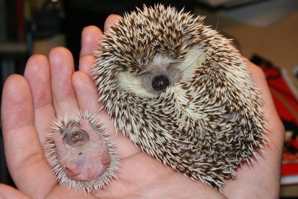 mama-and-baby-hedgehog-big