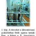 Mi is történik valójában a laborban? (avagy egy kis ízelítő a kutatás gyakorlati részéből)