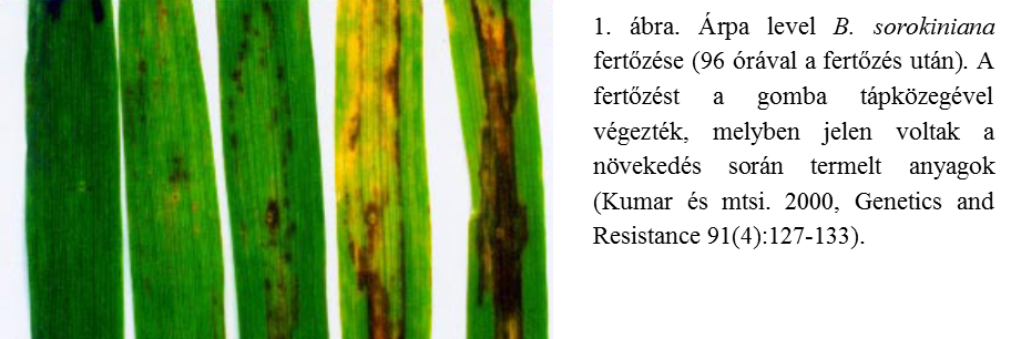 Kép1.png