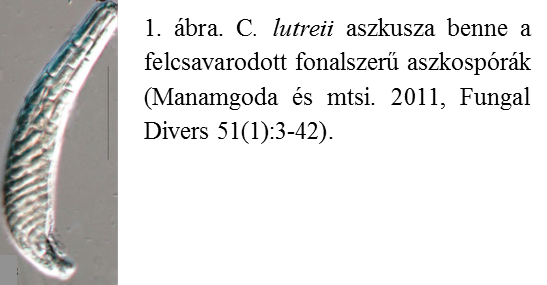 Kép4.png