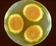 aspergillus2.jpg