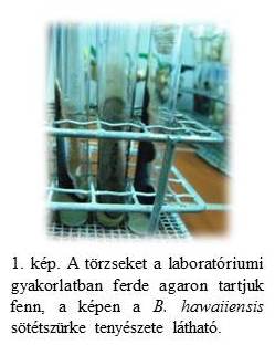 kép_1_szerk.jpg