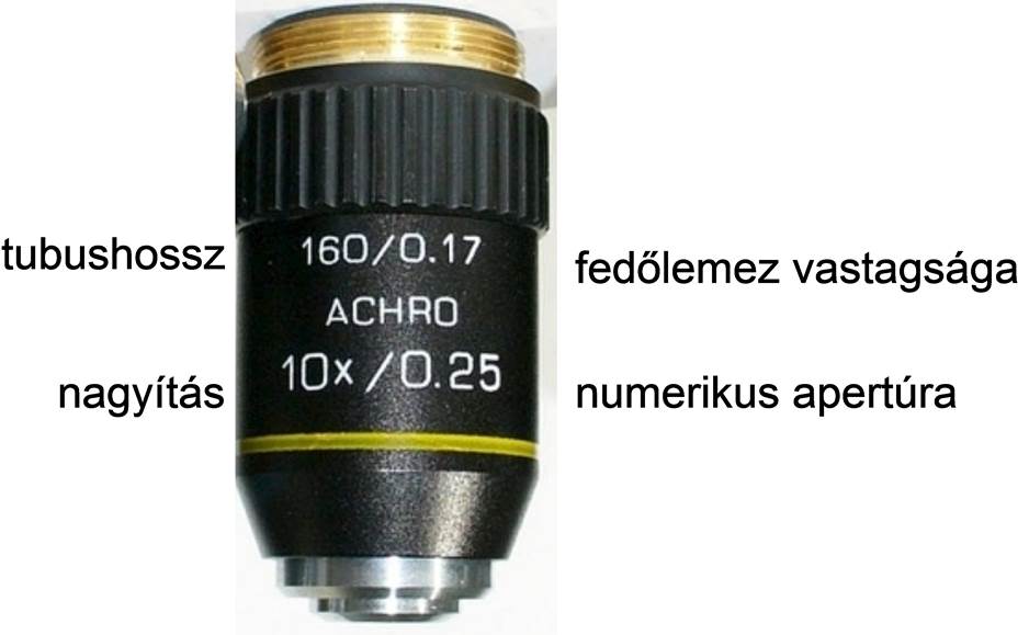 lencsek.jpg