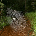 Felfedezték a világ legnagyobb, legerősebb pókhálóját
