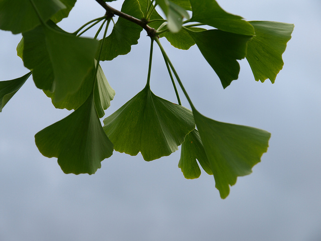 ginkgo_biloba.jpg