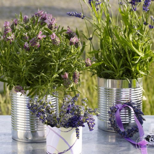 lavender-home-decorating-ideas-5-500x500.jpg