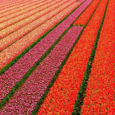 holland-tulip-fields-03.jpg