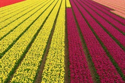holland-tulip-fields-15.jpg