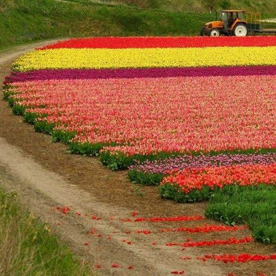 holland-tulip-fields-32.jpg