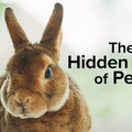 The Hidden Lives of Pets