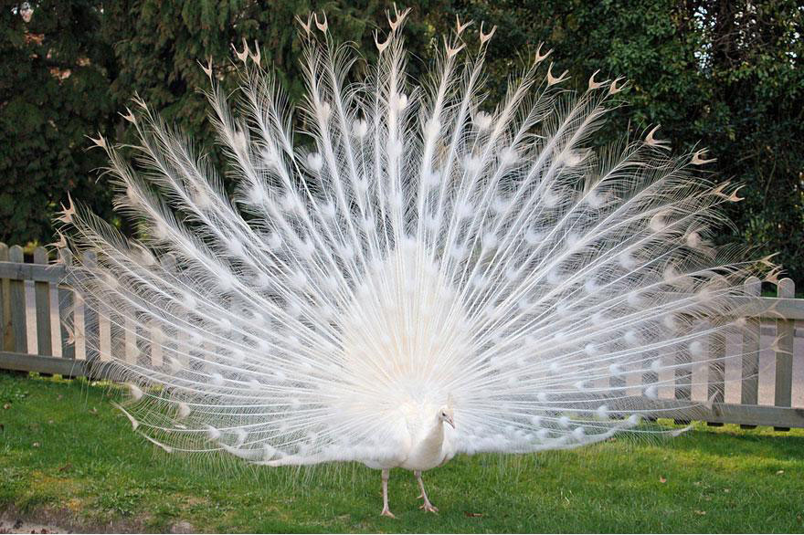white-peacock.jpg