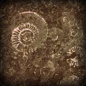 fossil2.jpg