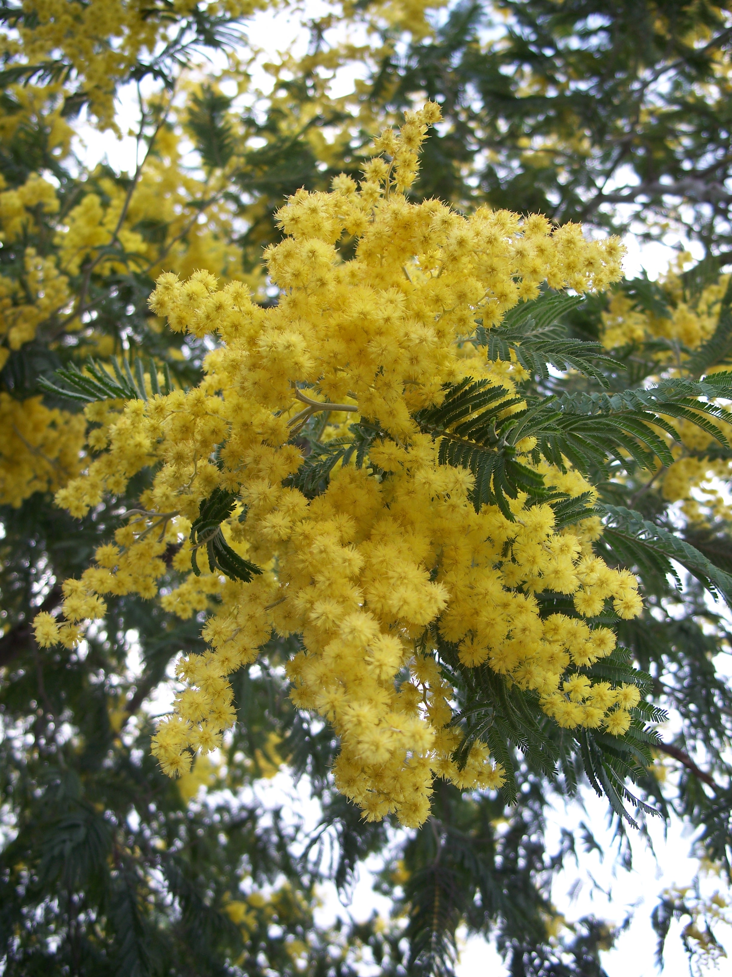 acacia_dealbata-1.jpg