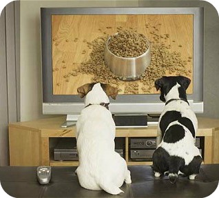 dogs-watching-tv.jpg