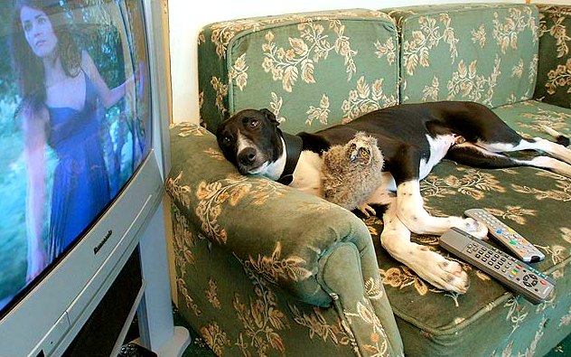 dogs-whose-best-friends.jpg