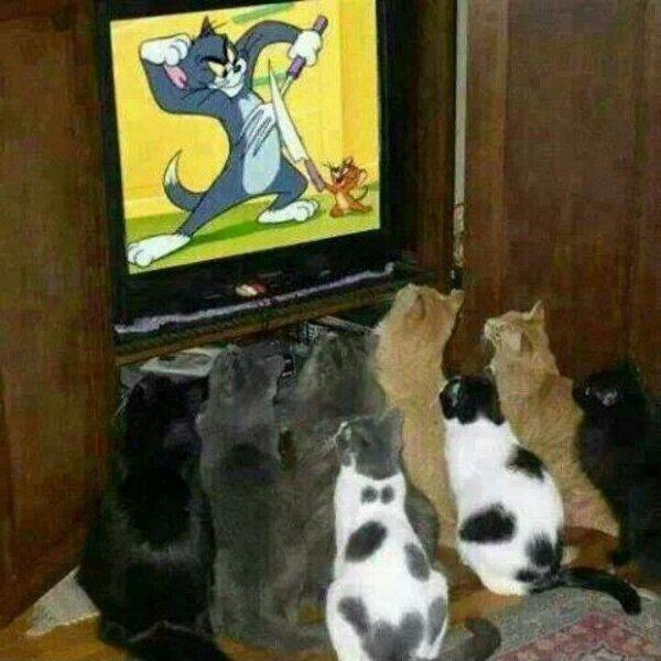 katzen-gucken-tom-und-jerry.jpg