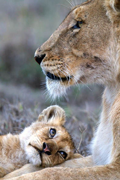 bigcat_lions.jpg