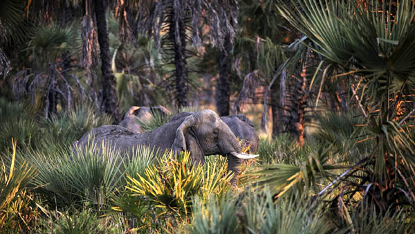 gorongosa.jpg