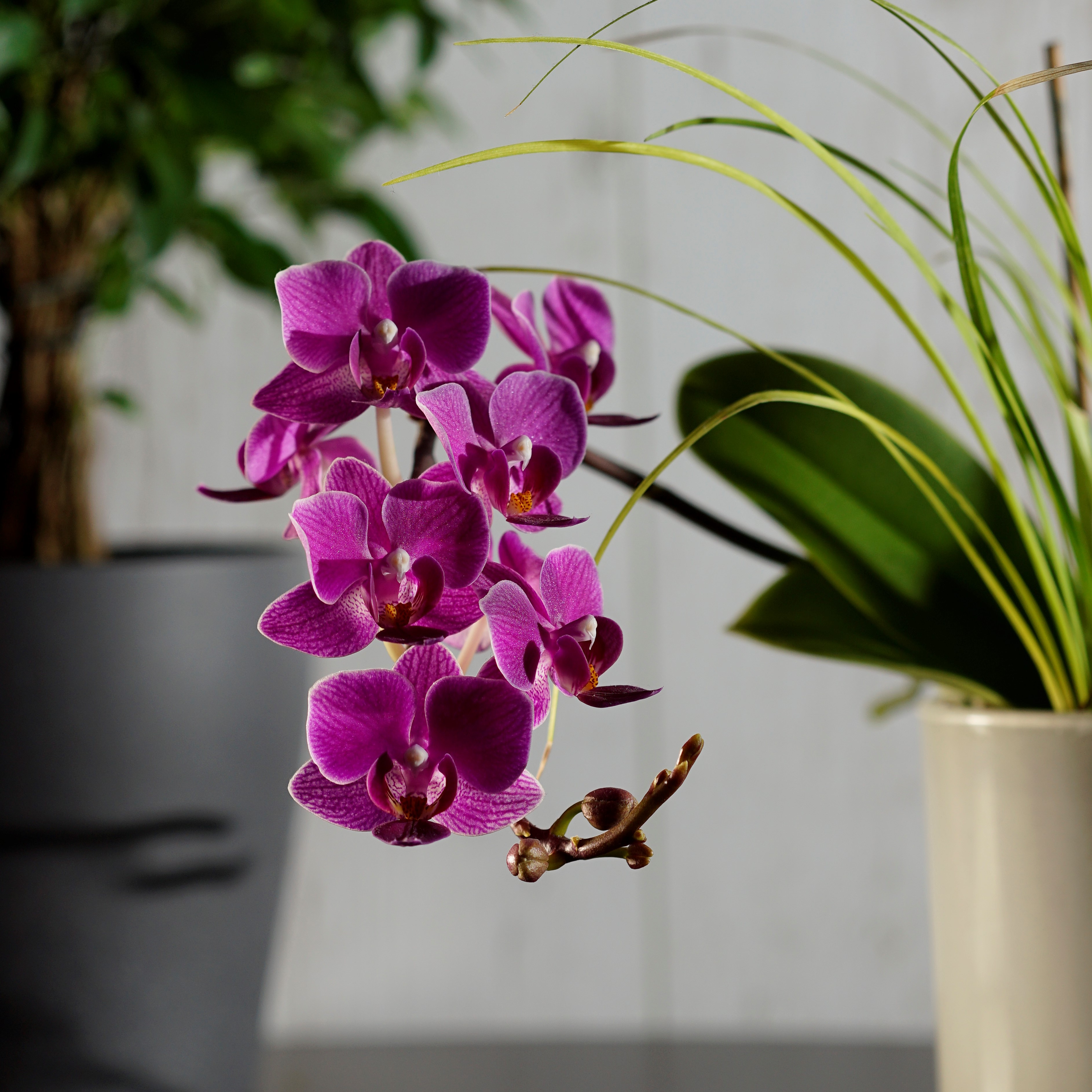 orchidea_dsc1108.jpg