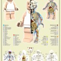 A minifig anatómiája