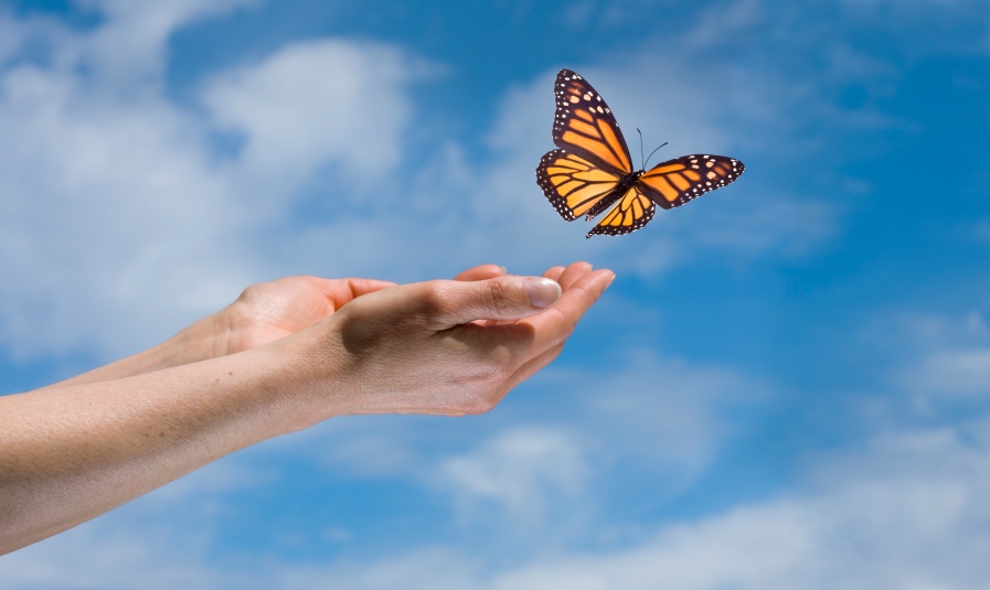 hands-and-butterfly.jpg