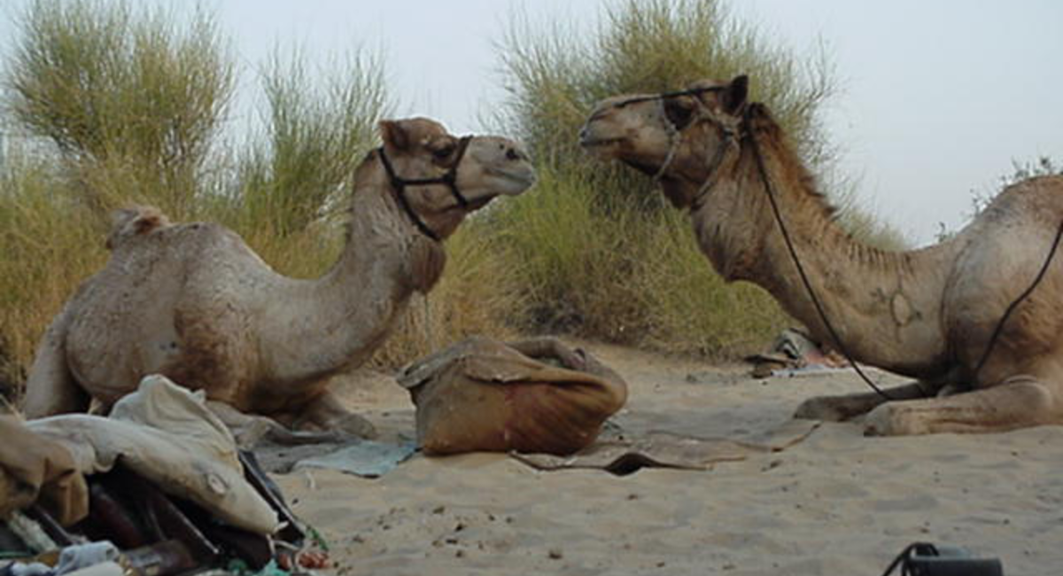 Jaisalmer  - Arany város, teve hegyek