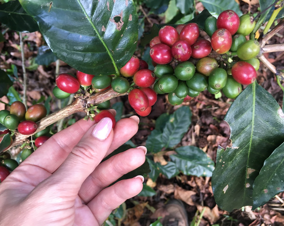 Kávécserje közeli élmények - Honduras