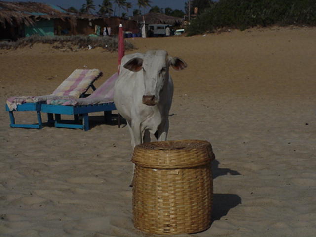 beachcow.jpg