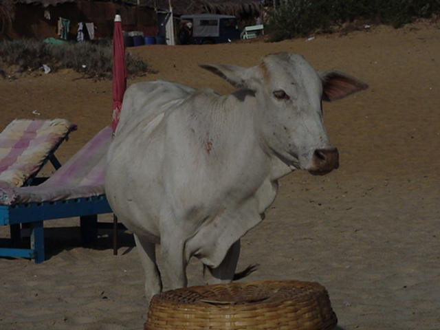 beachcow2.jpg