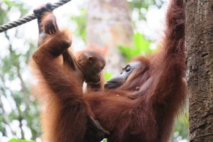 Az orangután ugyan nem majom. Mégis szuperül demonstálták milyen a majomszeretet.