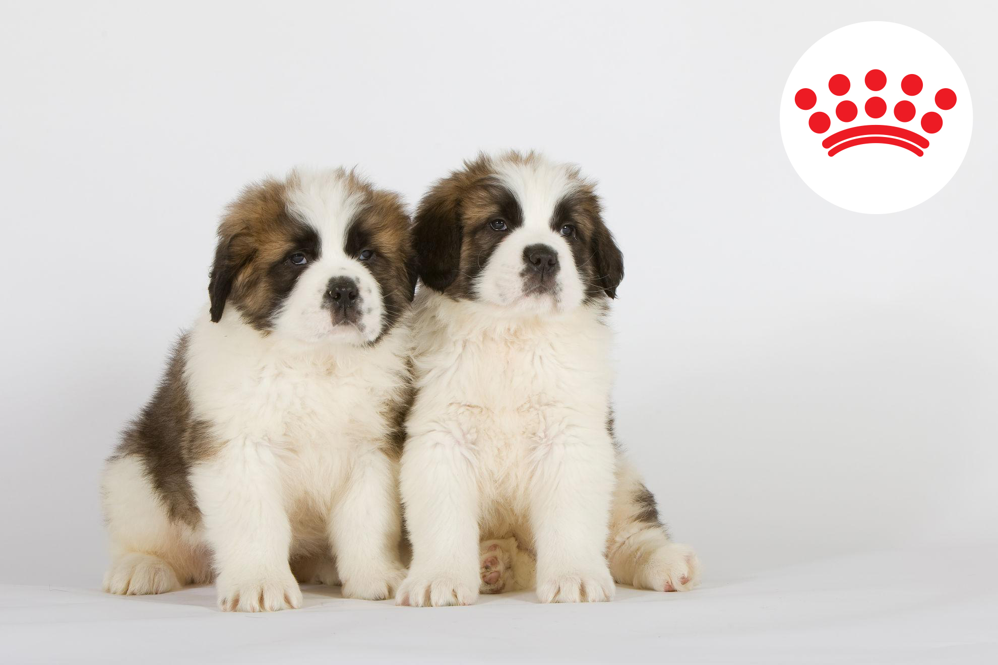saint_bernard_med_res_basic.jpg