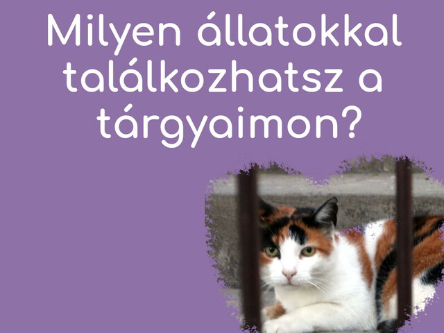 Amit nem mertél megkérdezni a vállalkozásommal kapcsolatban
