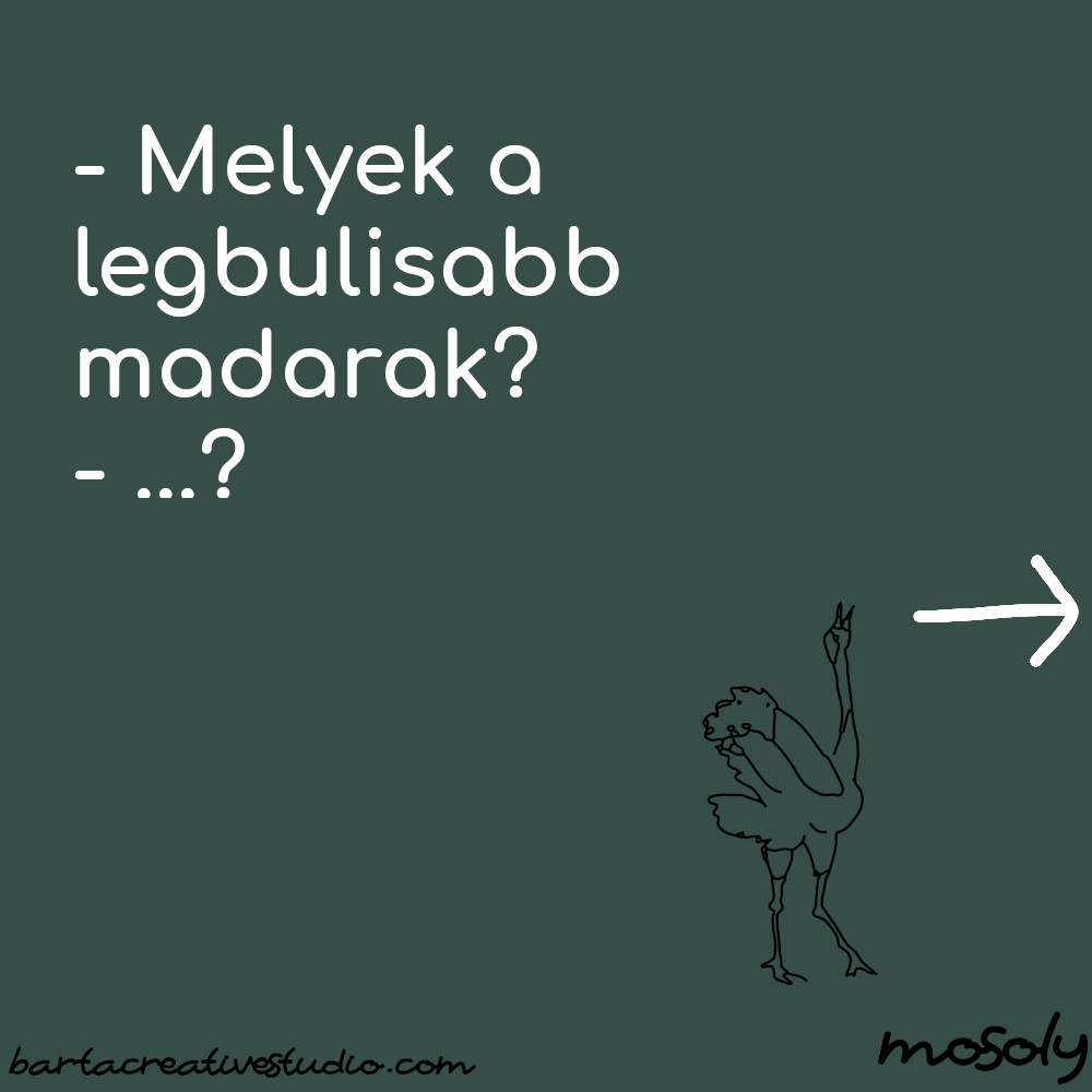 bulis_madar01.jpg
