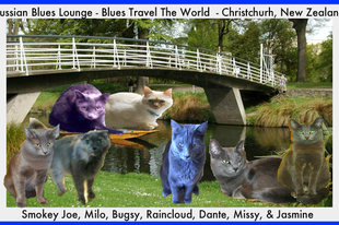 To Kiwiland With My Furriends