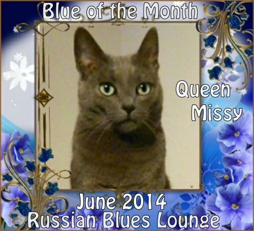 Blue of the Month on Catster